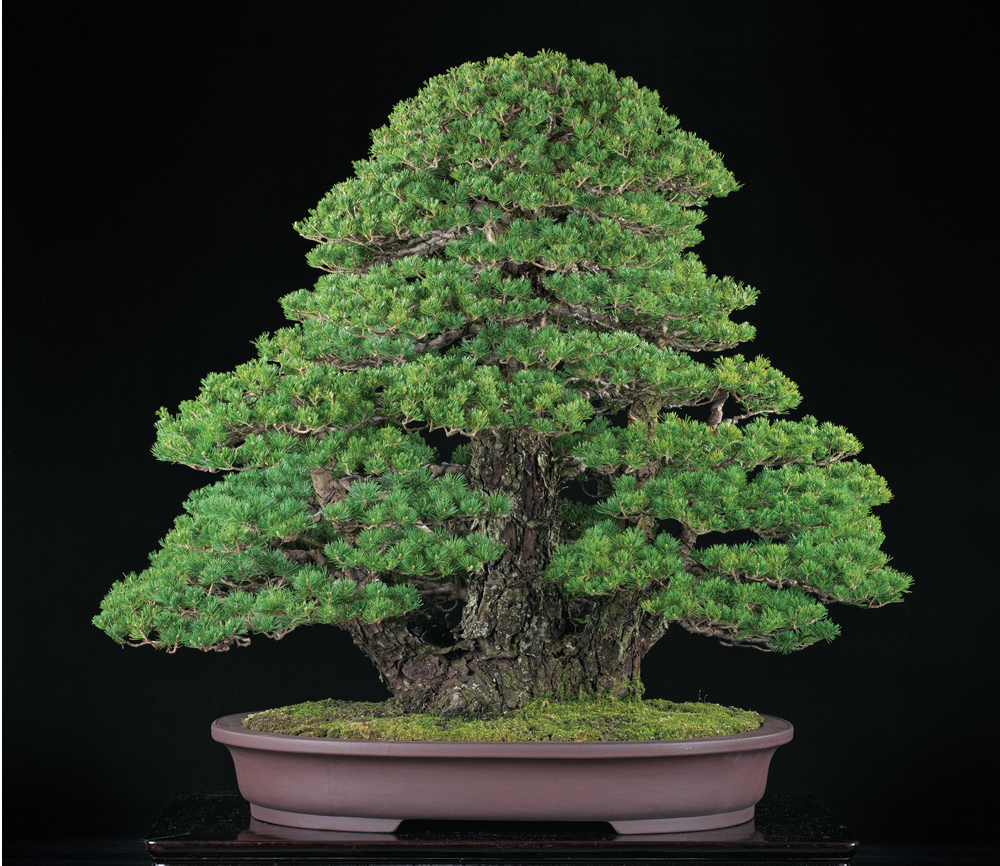 五葉松〔瑞祥〕│盆栽、盆栽書籍、盆栽鉢の通販│近代出版