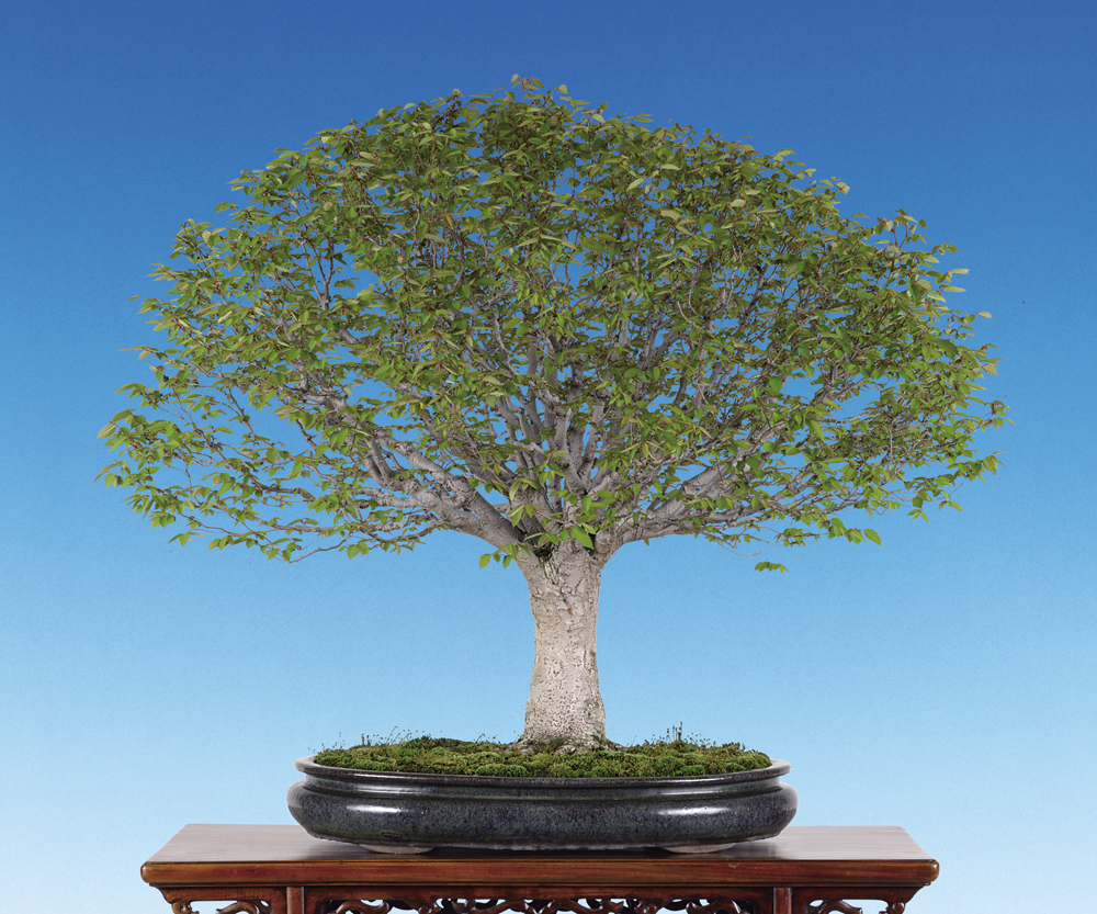 欅│盆栽、盆栽書籍、盆栽鉢の通販│近代出版