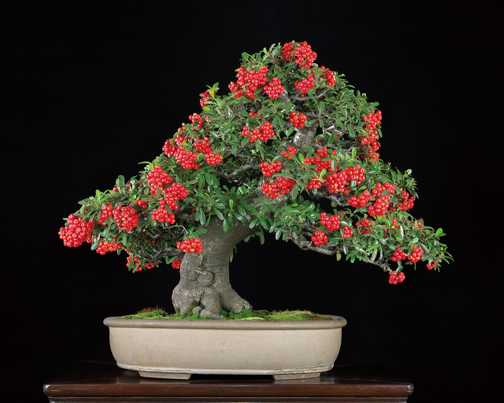 ピラカンサ│盆栽、盆栽書籍、盆栽鉢の通販│近代出版