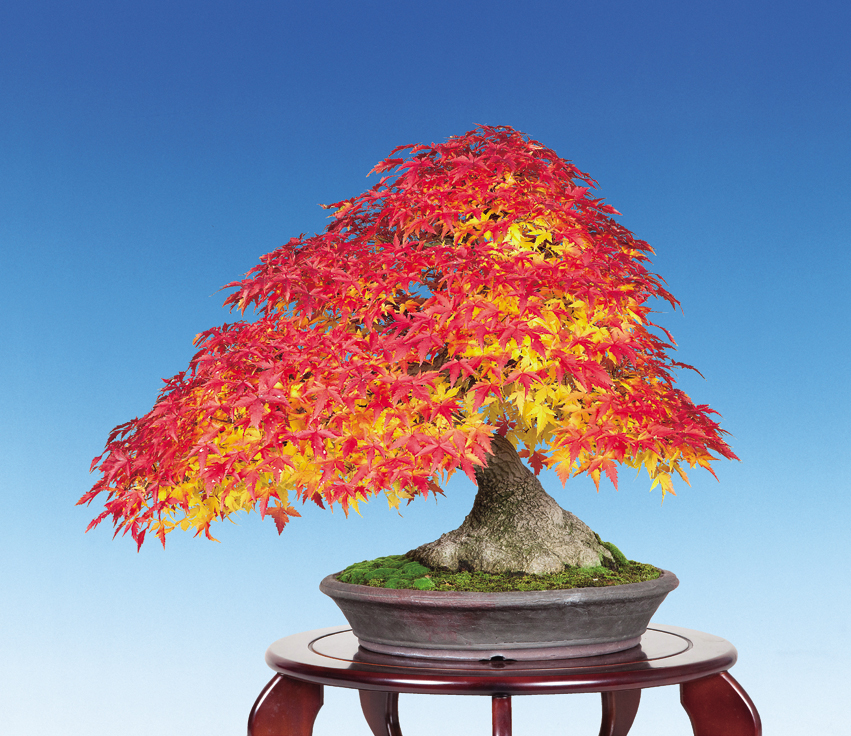 山もみじ│盆栽、盆栽書籍、盆栽鉢の通販│近代出版