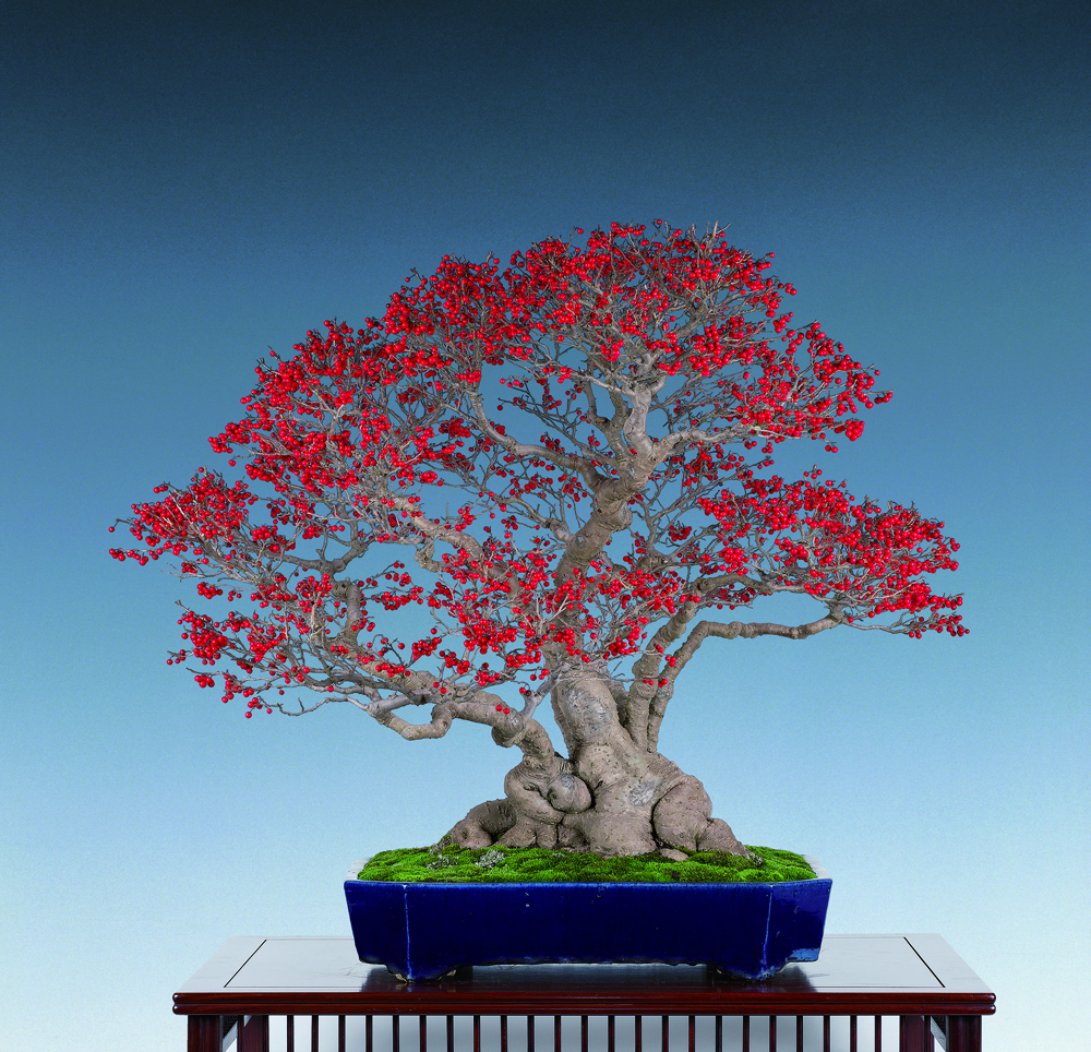 梅もどき│盆栽、盆栽書籍、盆栽鉢の通販│近代出版