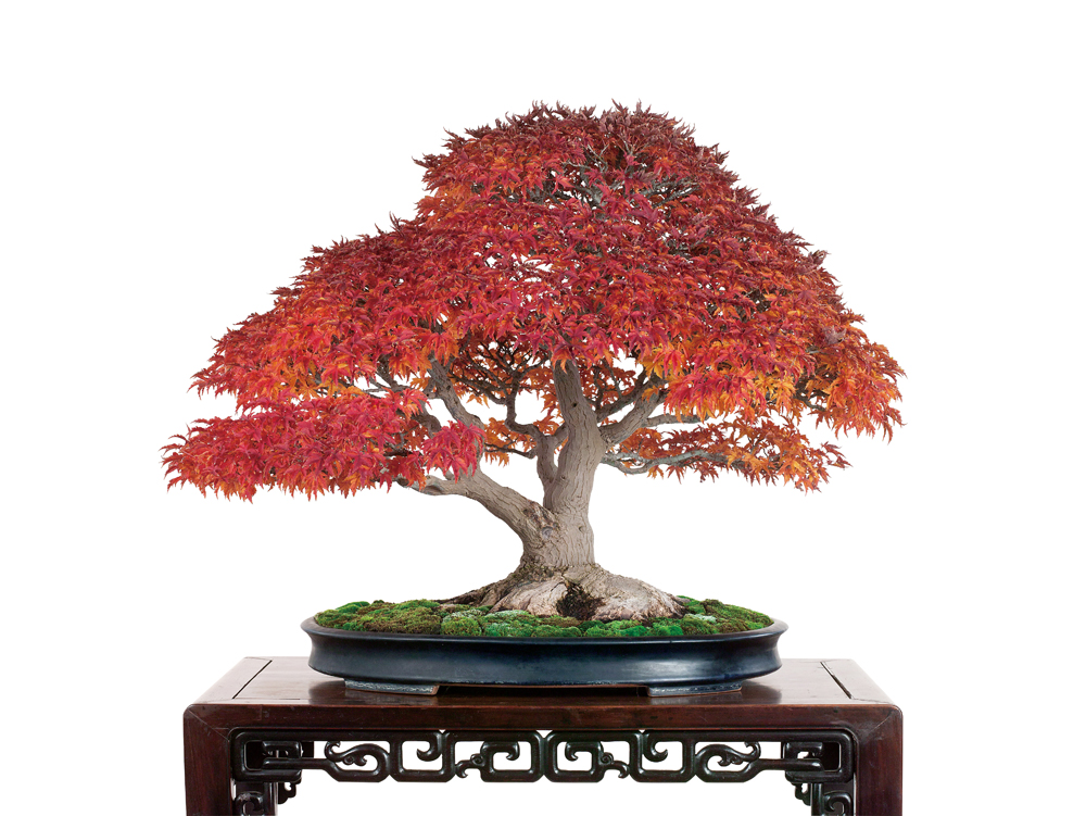 もみじ〔獅子頭〕（ししがしら）│盆栽、盆栽書籍、盆栽鉢の通販│近代出版