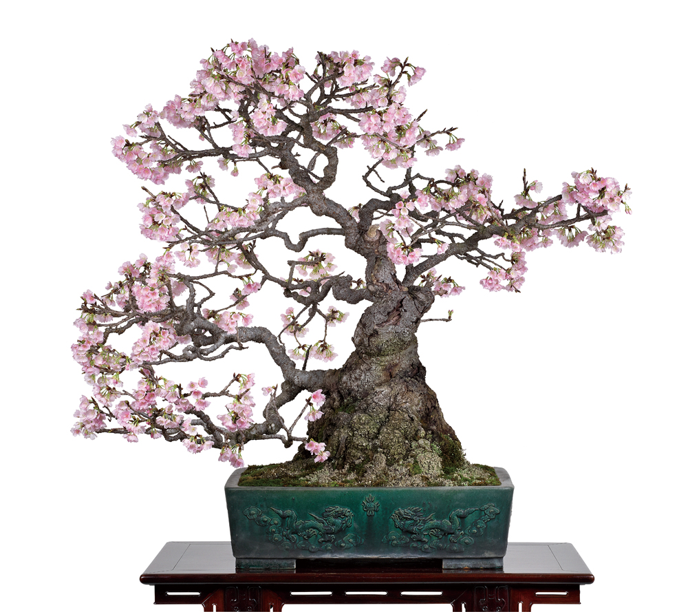 寒桜（かんざくら）│盆栽、盆栽書籍、盆栽鉢の通販│近代出版