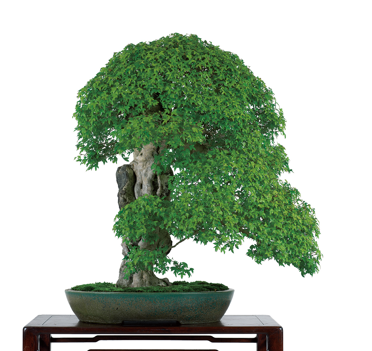 楓（石付）（かえで いしつき）│盆栽、盆栽書籍、盆栽鉢の通販│近代出版