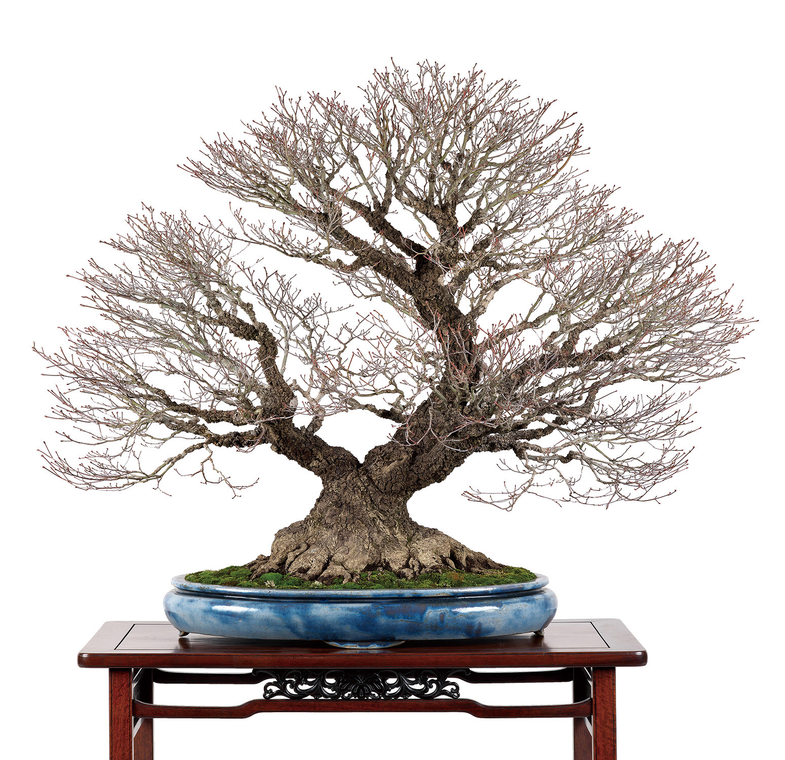 荒皮もみじ│盆栽、盆栽書籍、盆栽鉢の通販│近代出版