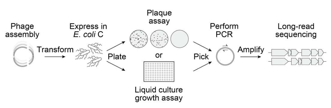 How We Built the First AI-Generated Genomes | Arc Institute