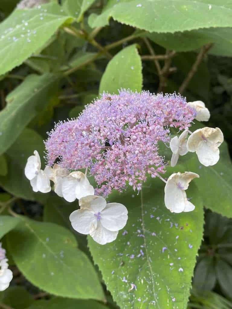 a bountiful hydrangea time, with ken druse - A Way To Garden