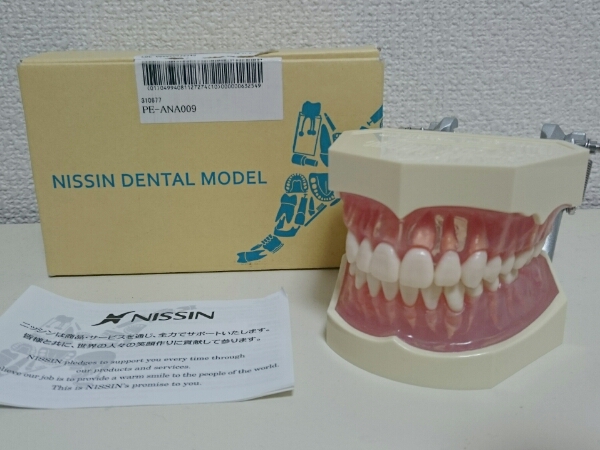 2万7300円】NISSIN 歯着脱顎模型 PE-ANA009 ニッシン プラーク
