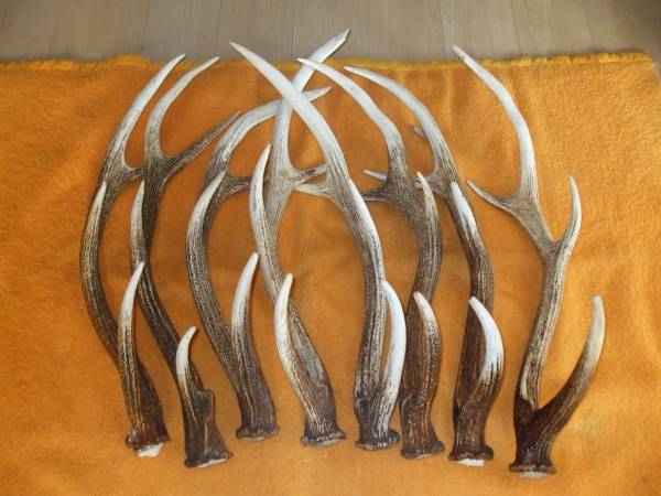 北海道産 蝦夷鹿の角 ② 【バラ角・8本】 エゾシカ えぞ鹿 北海道