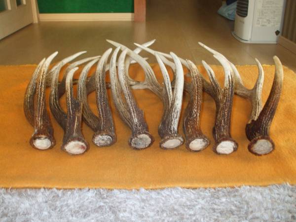 北海道産 蝦夷鹿の角 ② 【バラ角・8本】 エゾシカ えぞ鹿 北海道