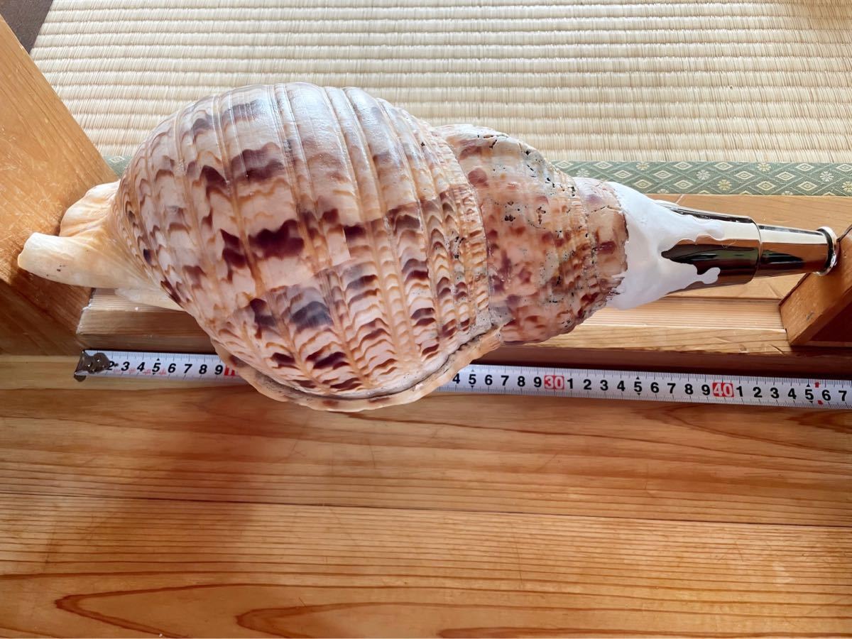 ケ*ン様 修験道法螺貝36㎝ 山伏 密教 魔除け 熊よけ❣️ホラガイ