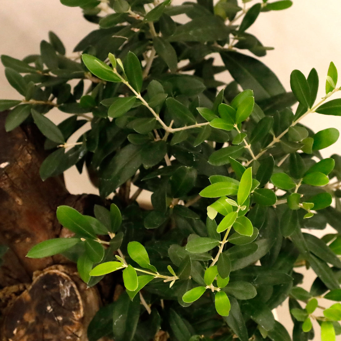 オリーブ・ミッション 古木 – AT.1011