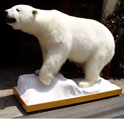 白熊（北極熊） | 動物 | 剥製の製作・直売・レンタル・修理なら剥製