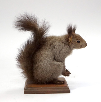 エゾリス | 動物（小動物） | 剥製の製作・直売・レンタル・修理なら