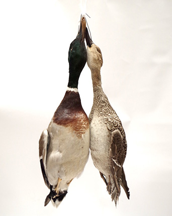 カモ | 鳥類 | 剥製の製作・直売・レンタル・修理なら剥製専門店