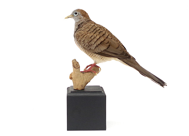 中型 | 鳥類 | 剥製の製作・直売・レンタル・修理なら剥製専門店