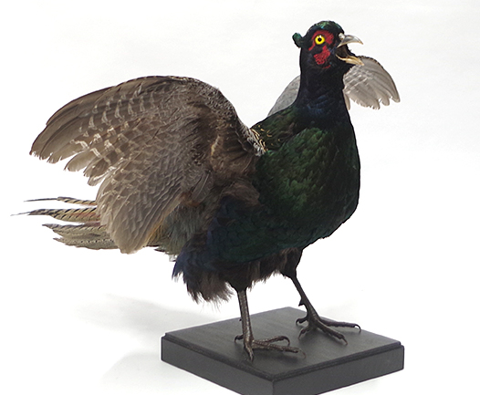 キジ（バンザイ型） | 大型 | 鳥類 | 剥製の製作・直売・レンタル