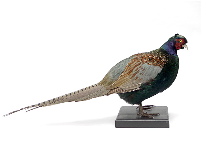 大型 | 鳥類 | 剥製の製作・直売・レンタル・修理なら剥製専門店