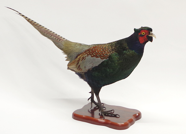 キジ | 大型 | 鳥類 | 剥製の製作・直売・レンタル・修理なら剥製専門