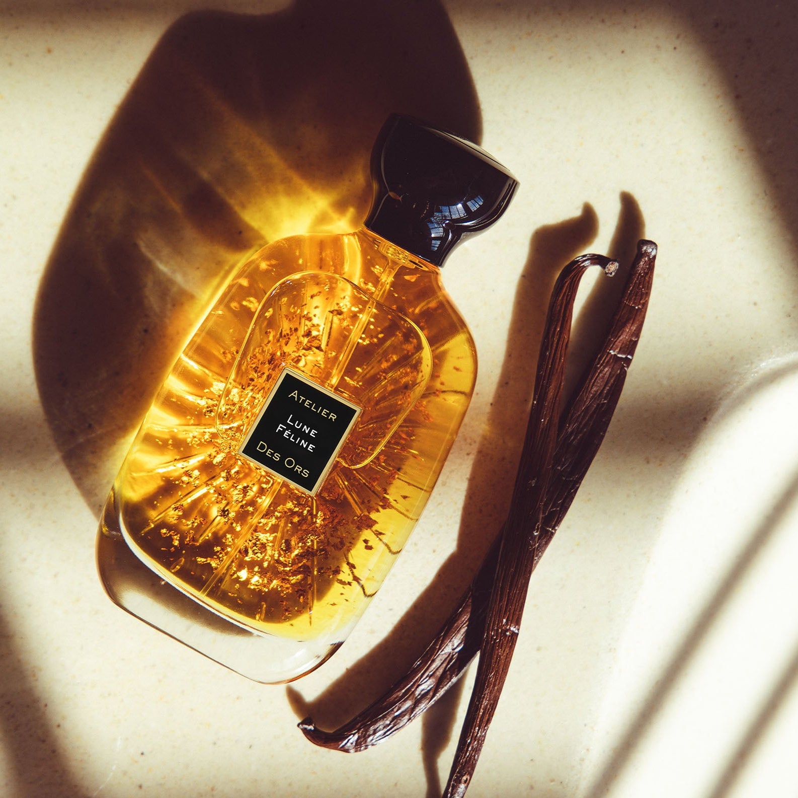 LuneFelinewithVanilla_2_copy.