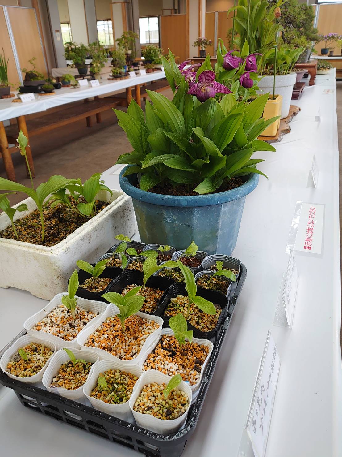 アツモリソウニュース