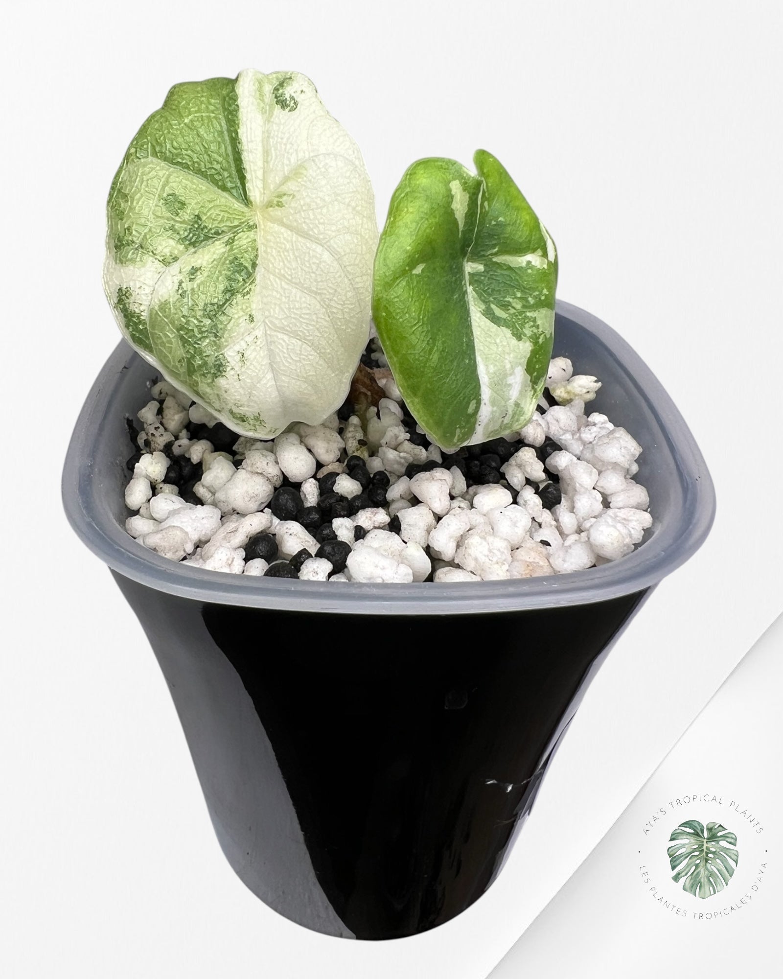 Alocasia Melo Albo Variegated