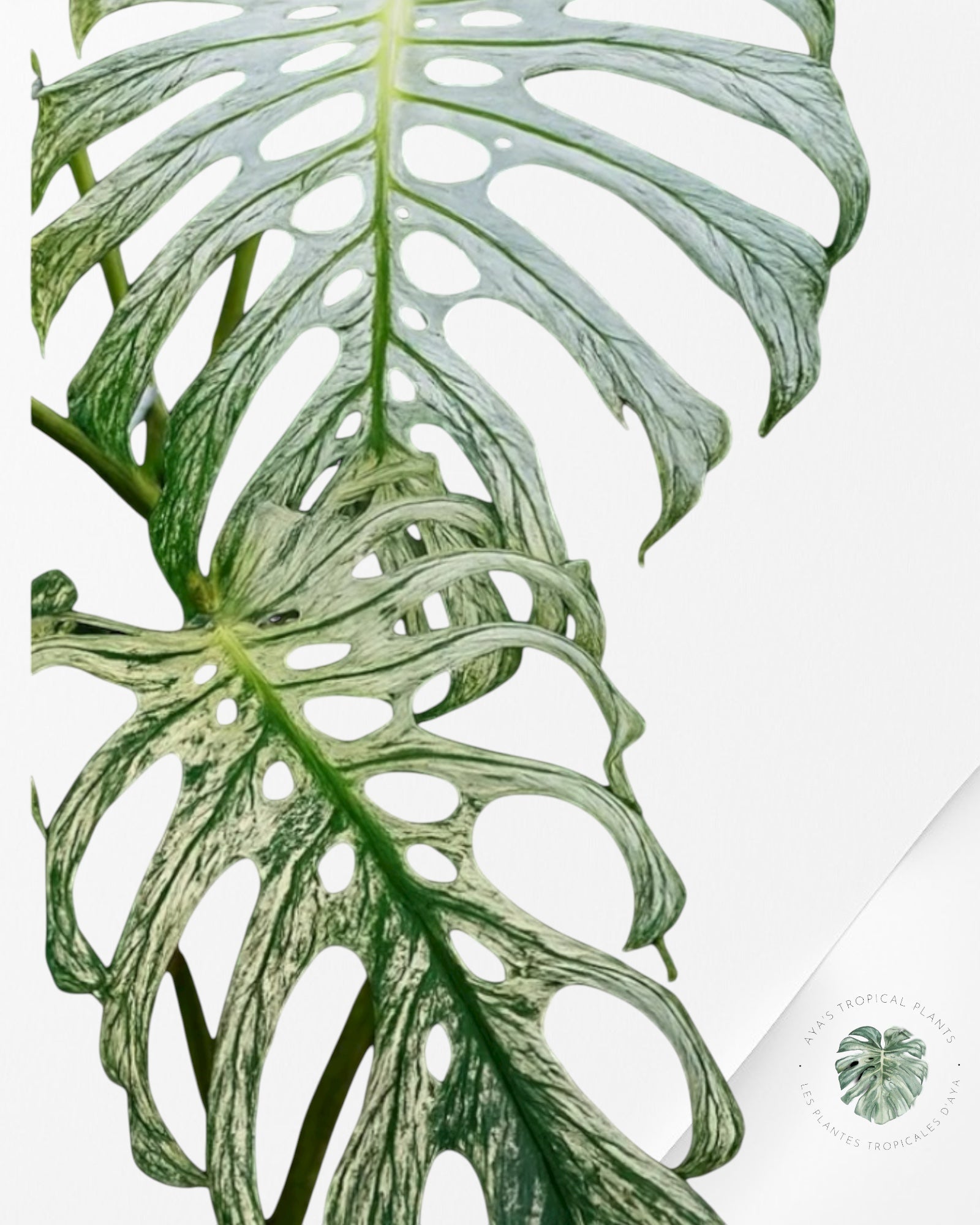 Monstera Devil Monster