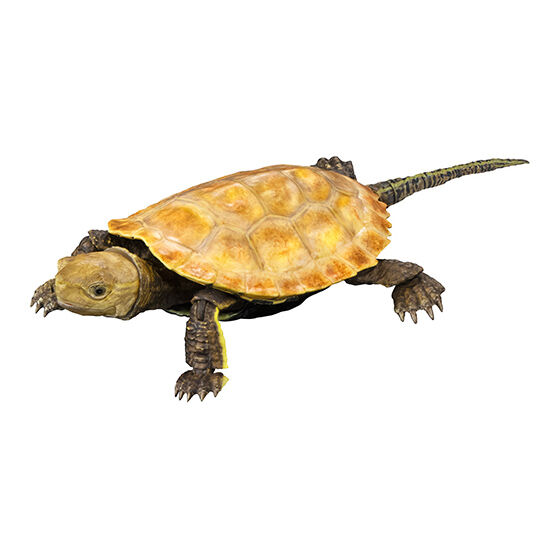 いきもの大図鑑アドバンス カメ02｜ガシャポンオフィシャルサイト