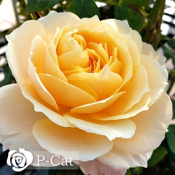 イングリッシュガーデン English Garden ｜ ピーキャットローズショップ