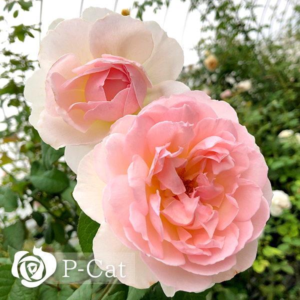 シャリファアスマ Sharifa Asma ｜ ピーキャットローズショップ