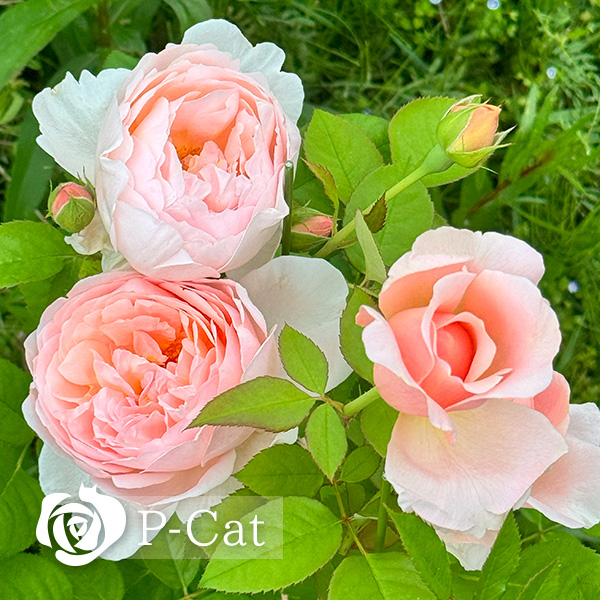 アンブリッジローズ Ambridge Rose ｜ ピーキャットローズショップ