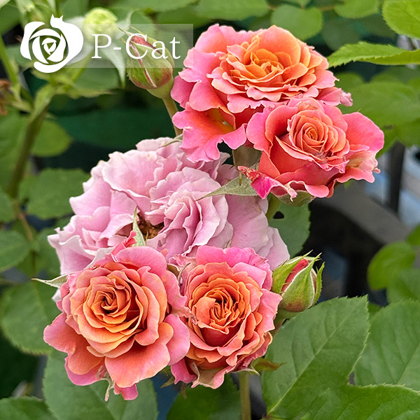 上海ガール Shanghai girl ｜ ピーキャットローズショップ