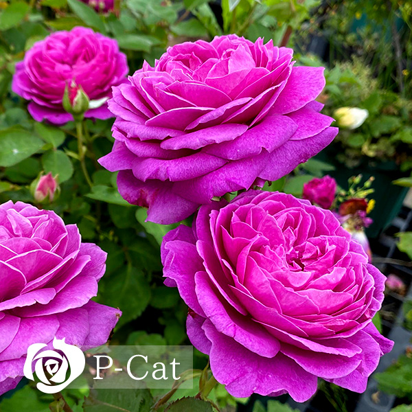 オールドポート Old Port ｜ ピーキャットローズショップ