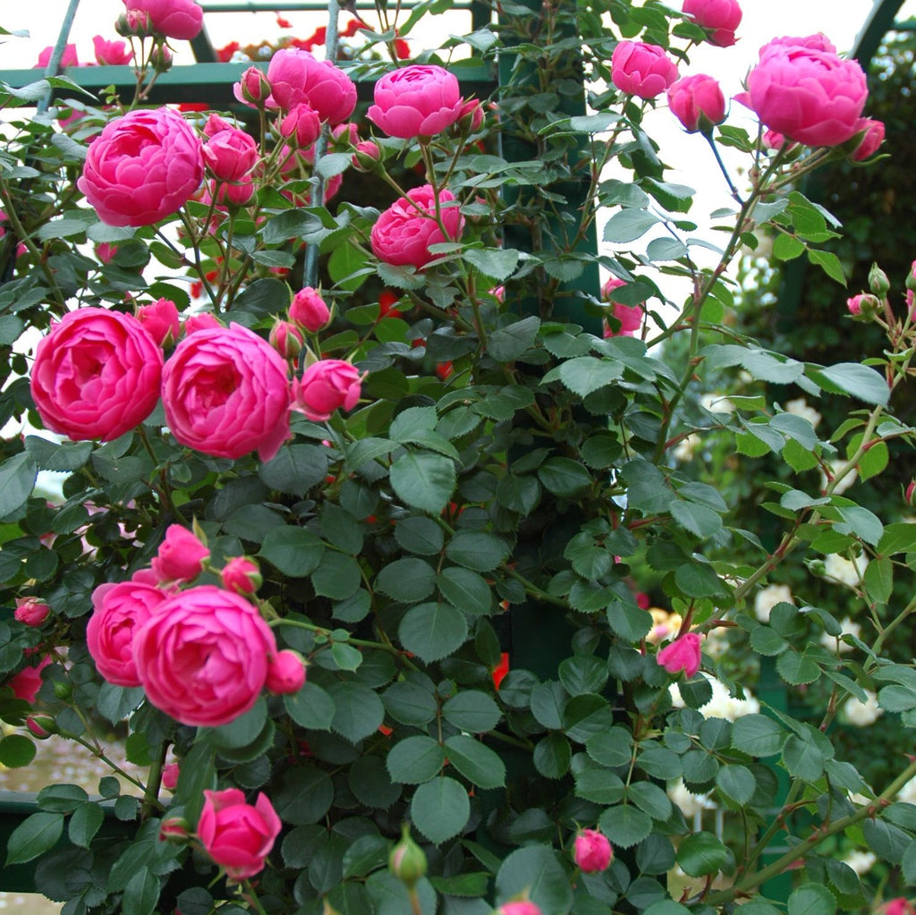 バラ苗(CL)ツルバラ | 花匠ばら壱 江別市にある北海道唯一のバラ専門店