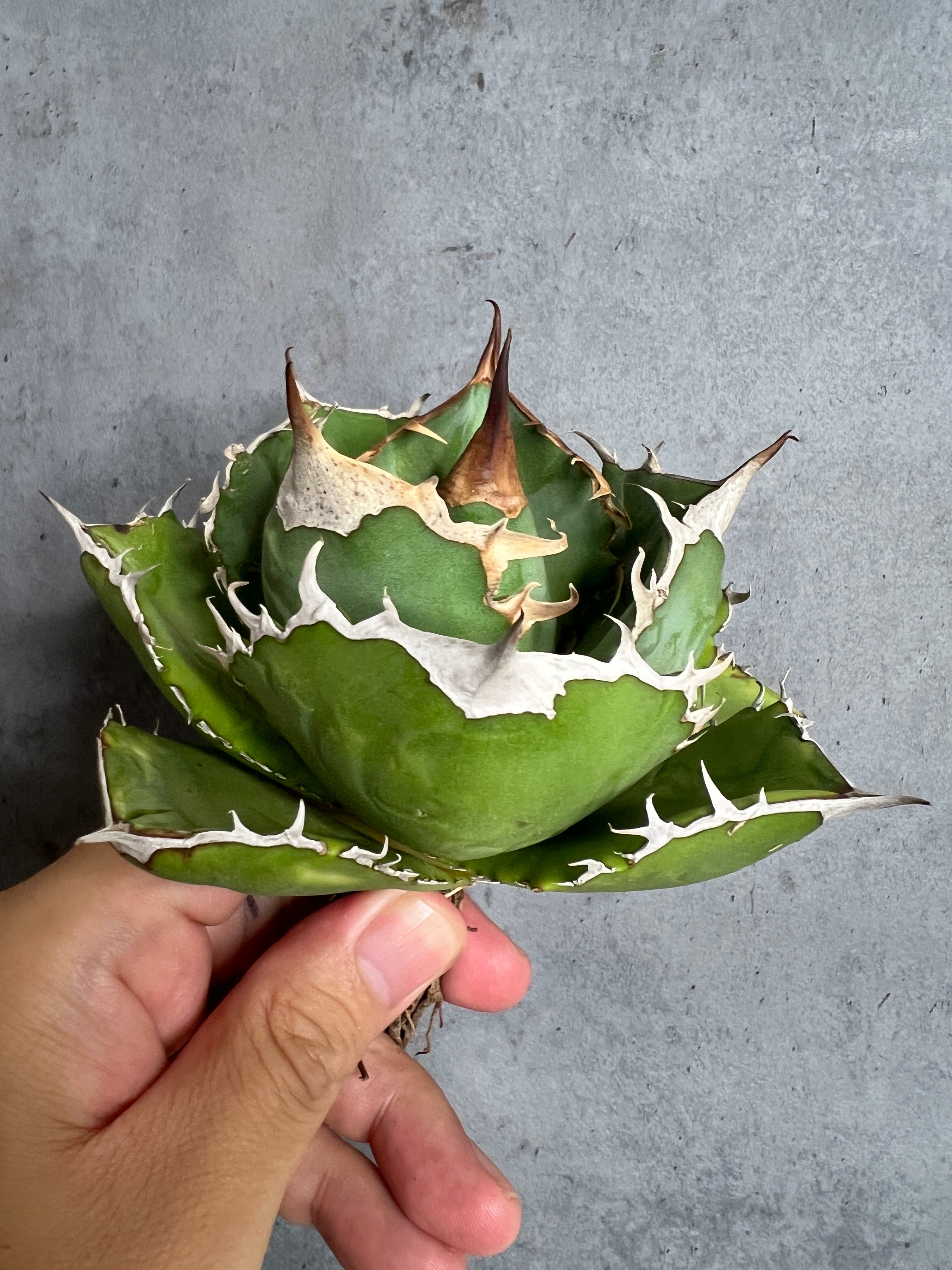 BARBAS Plants Lab. 選抜実生株