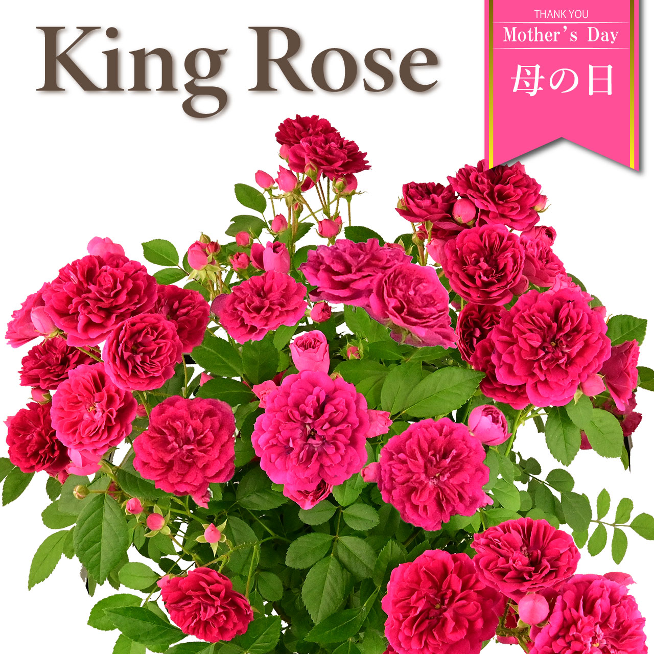 数量限定 母の日ギフト つるバラ キングローズ 6号鉢 鉢植え タワー