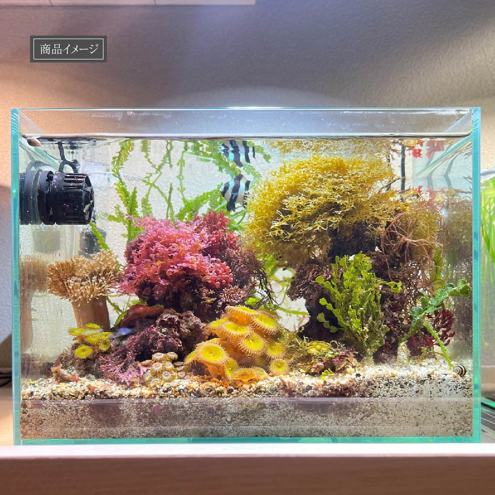 SUSANOO 10W】BULB E26 CCT: 11000~16000K – BARREL PLANT LIGHT