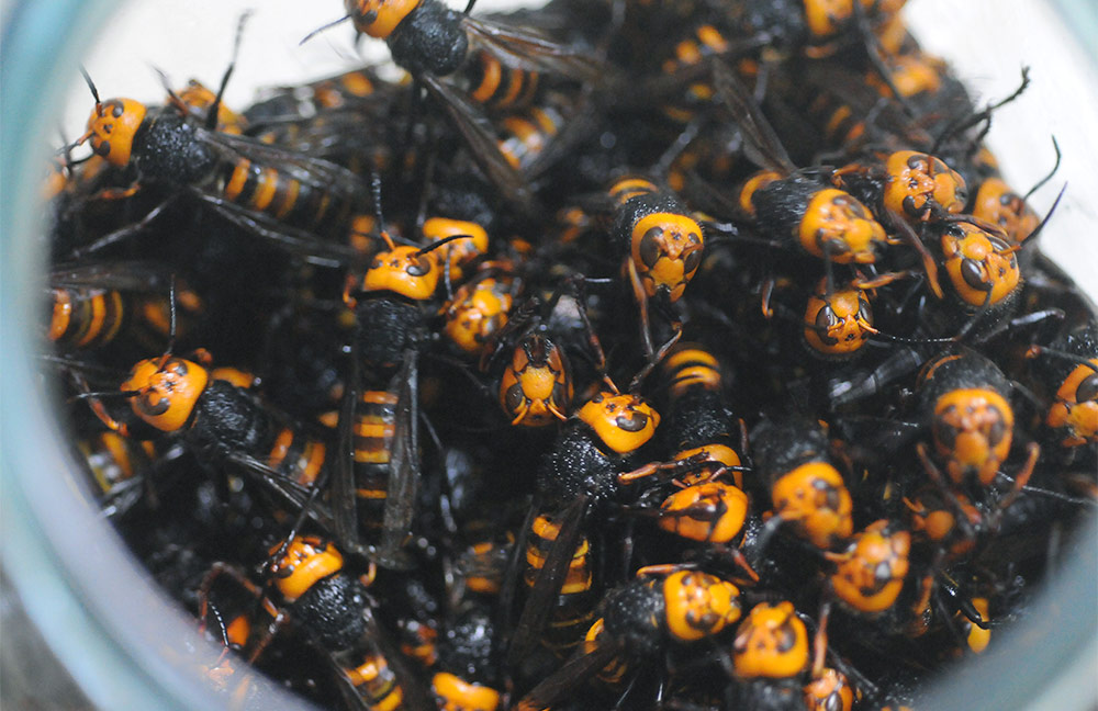 蜂酒-オオスズメバチの焼酎漬け販売｜あつたや