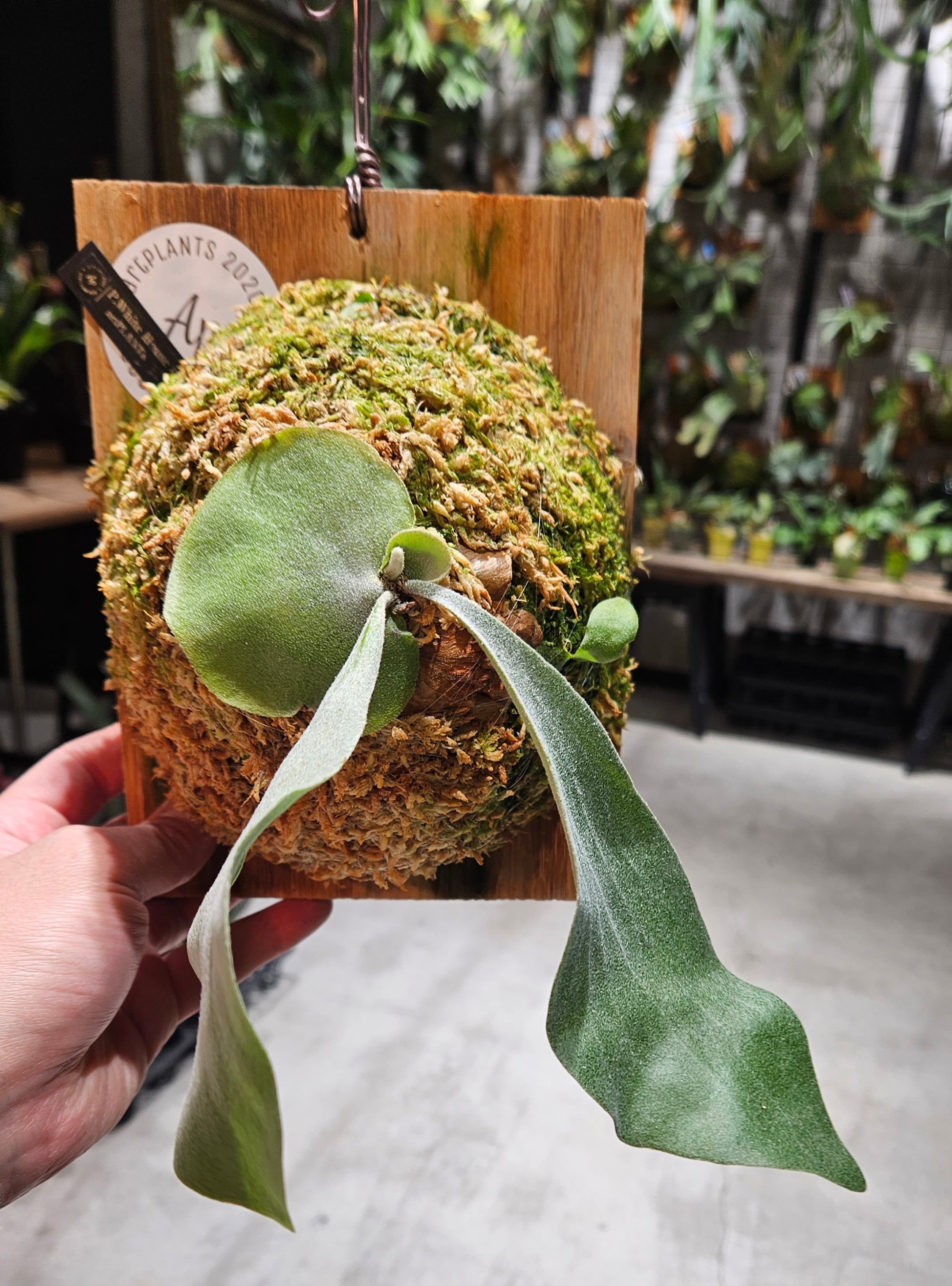 P. White House #2 【artPLANTs/PLANTS GARAGE】 ビカクシダ