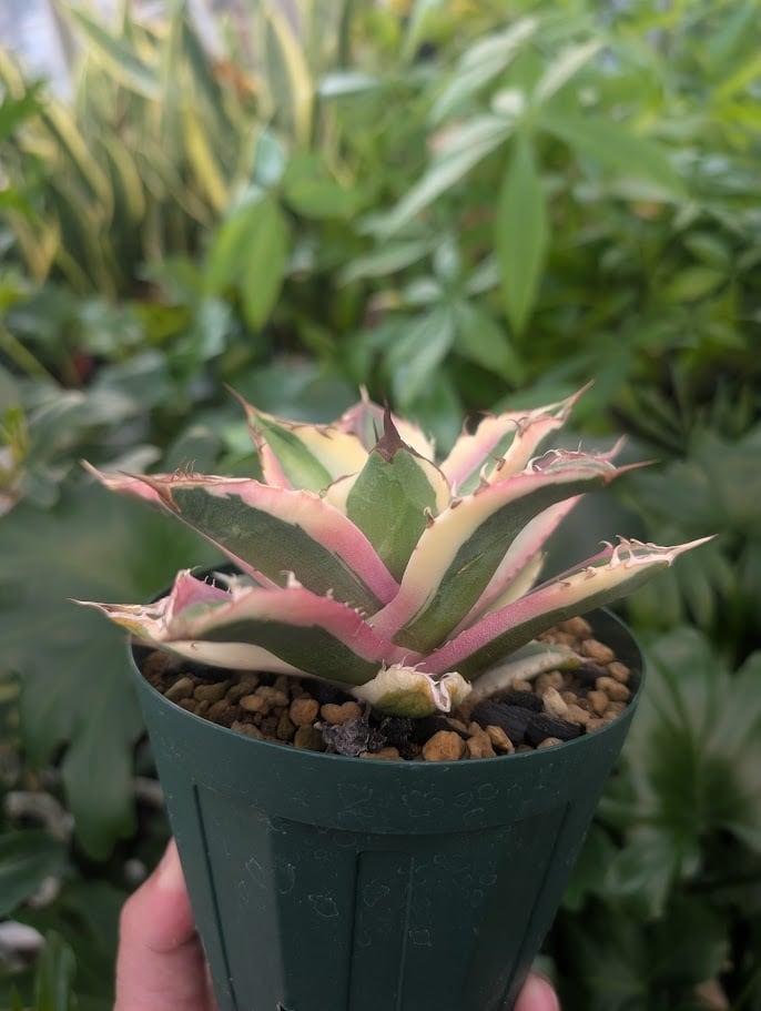 アガベ チタノタ スナグルトゥース ST21 | 多肉植物ハオルチア・アガベ