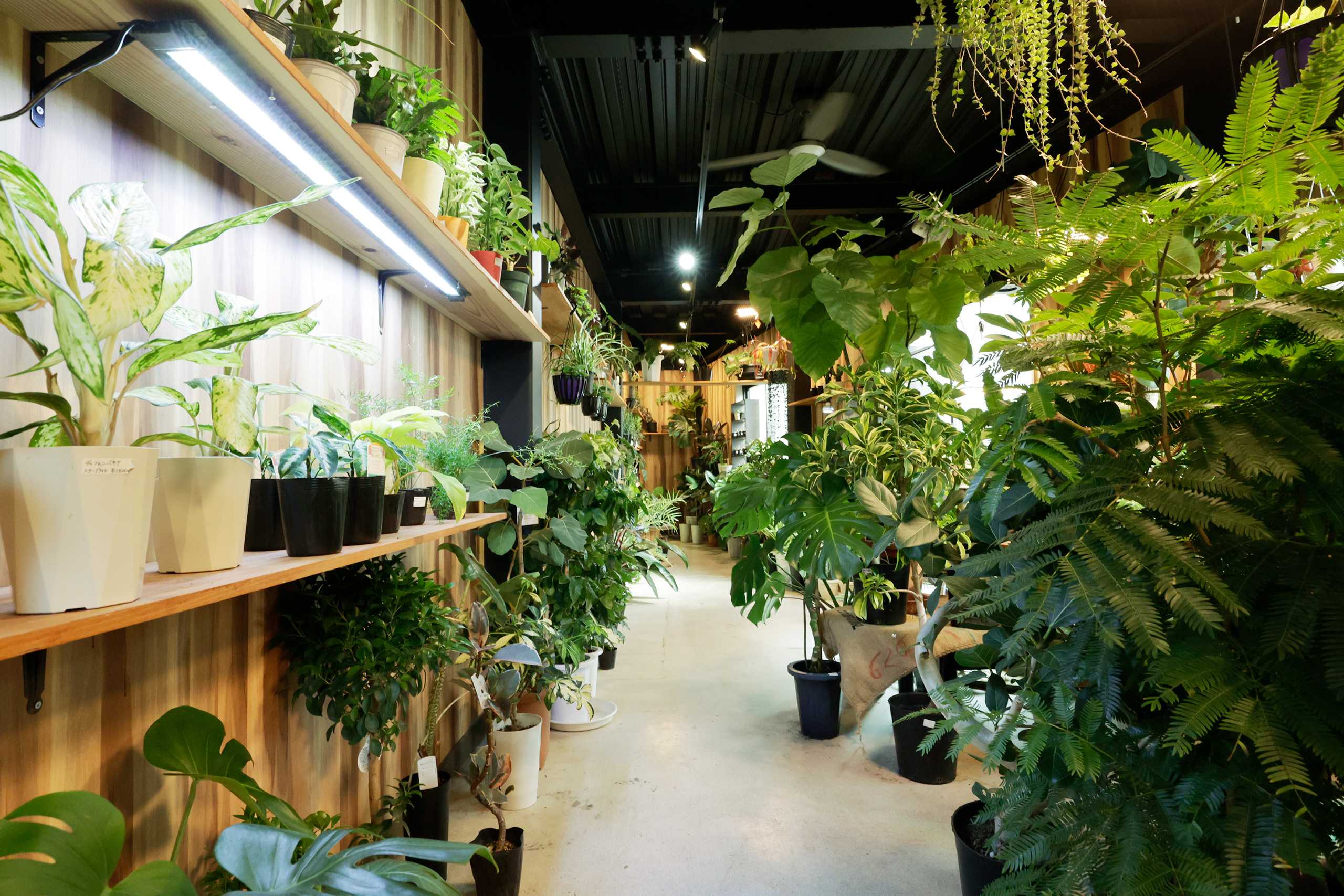 緑で彩る空間 - baseplantzΙ(ベースプランツ)