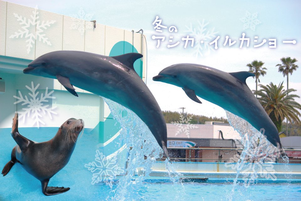 アシカ・イルカショー - 体験型水族館とおもちゃ遊園地 南知多ビーチ
