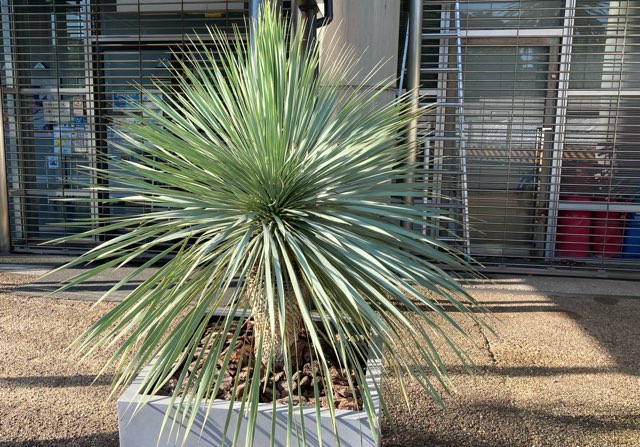 ユッカ・ロストラータ（ランチョブルー）の特徴や育て方、増やし方等の紹介