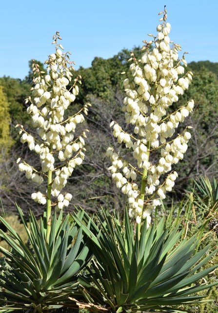 ユッカ・グロリオサの特徴や育て方、増やし方等の紹介