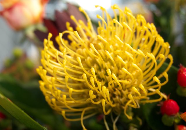 リューコスペルマム（ハイゴールド）の特徴や育て方、増やし方などの紹介