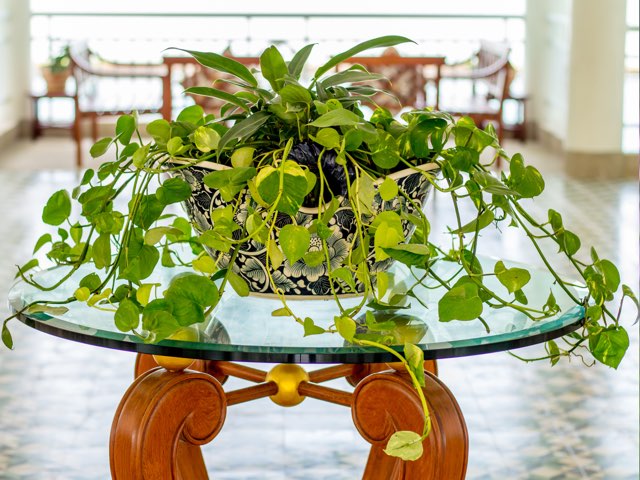 ポトス(Nジョイ)の特徴や育て方、増やし方等の紹介【オウゴンカズラ】