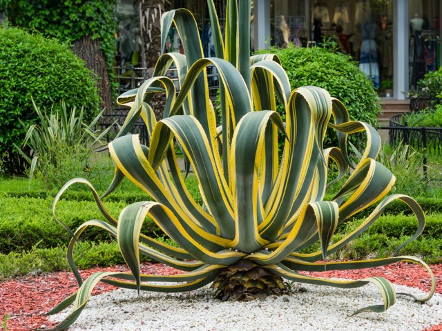 アガベ・アメリカーナ・バリエガータの特徴や育て方、手入れをする際の