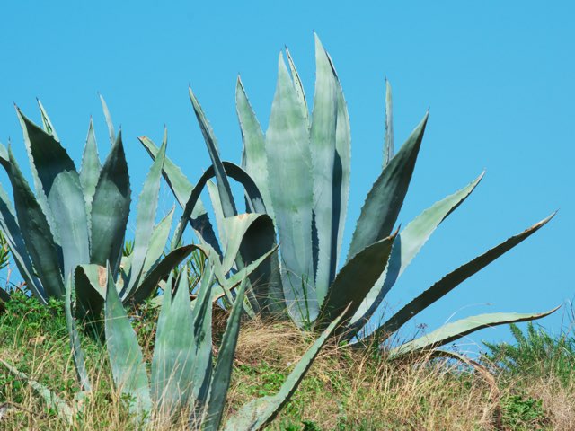 アガベ・プロトアメリカーナの特徴や育て方、増やし方などの紹介