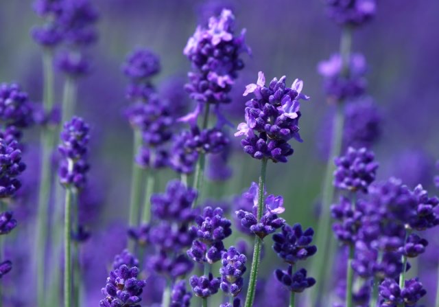 長崎ラベンダー（ナイトブルー）の特徴や育て方、増やし方等の紹介