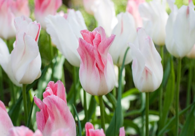 チューリップ（ホーランドチック）の特徴や育て方、増やし方等の紹介